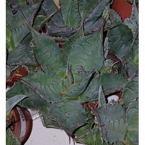 Cactus - 8