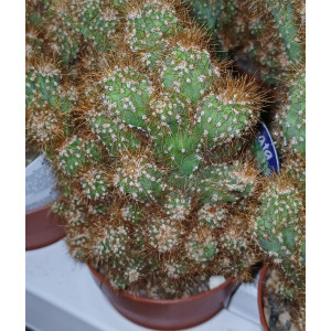 Cactus - 8
