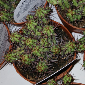 Cactus - 8