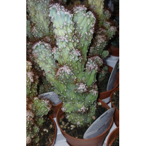 Cactus - 8