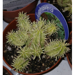 Cactus - 8