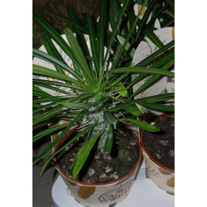 Cactus - 8