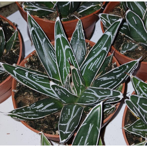 Cactus - 8
