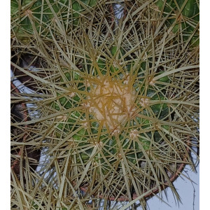 Cactus - 8
