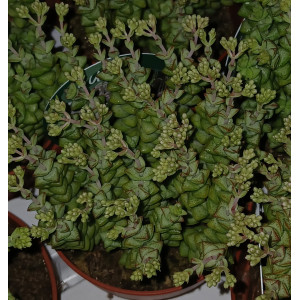 Suculenta Selección - 8