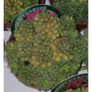 Suculenta Selección - 8