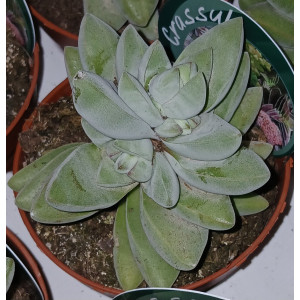 Suculenta Selección - 8