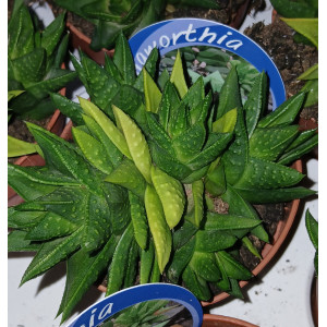 Suculenta Selección - 8