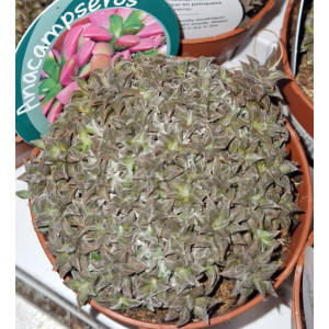 Suculenta Selección - 8