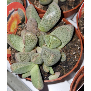 Suculenta Selección - 8