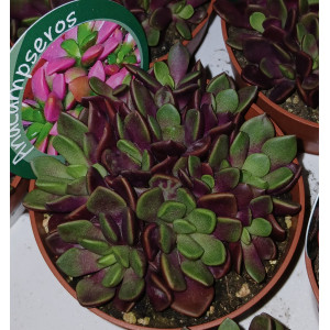 Suculenta Selección - 8