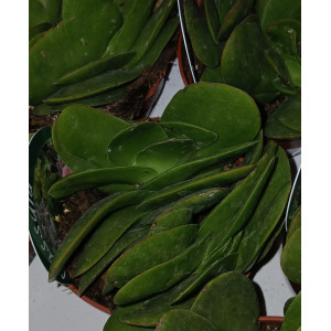 Suculenta Selección - 8