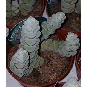 Suculenta Selección - 8