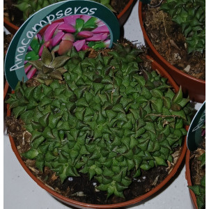 Suculenta Selección - 8