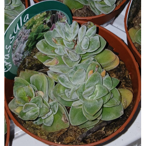 Suculenta Selección - 8