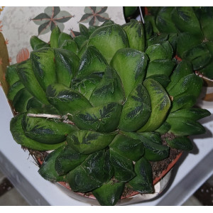 Suculenta Selección - 8