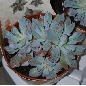 Suculenta Selección - 8