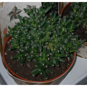 Suculenta Selección - 8