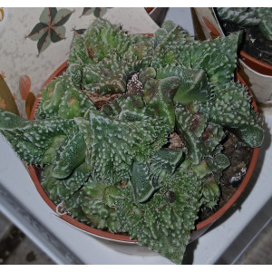 Suculenta Selección - 8