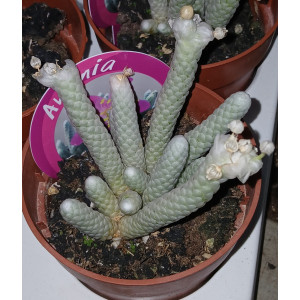 Suculenta Selección - 8