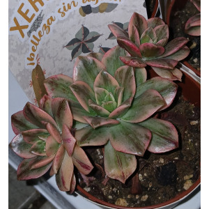 Suculenta Selección - 8