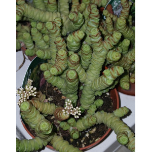 Suculenta Selección - 8
