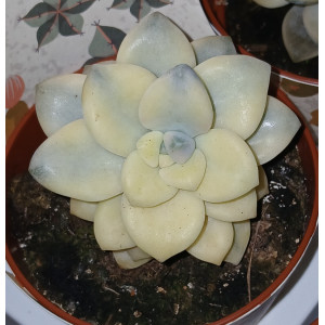 Suculenta Selección - 8