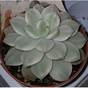 Suculenta Selección - 8