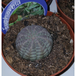 Suculenta Selección - 8