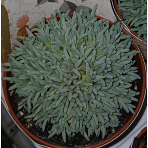Suculenta Selección - 8