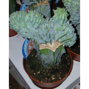 Suculenta Selección - 8