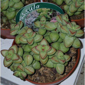 Suculenta Selección - 8