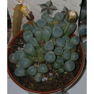 Suculenta Selección - 8