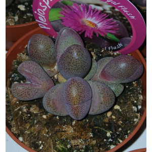 Suculenta Selección - 8