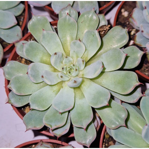 Suculenta Vaso 8