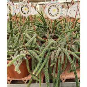 Cactus Colgante