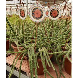 Cactus Colgante