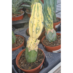 Suculenta Selección - 10