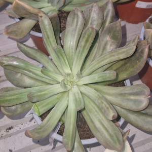 Suculenta 13