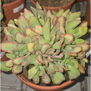 Suculenta  - 17