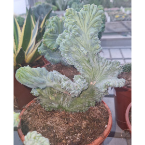 Cactus - 17