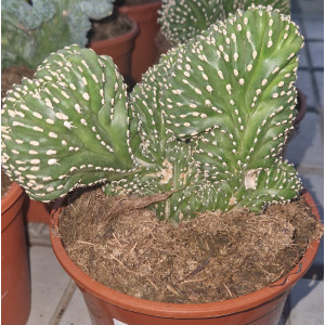 Cactus - 17
