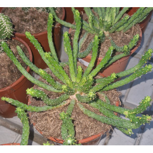 Cactus - 17