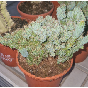 Cactus - 17