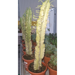 Cactus - 17