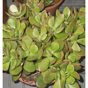 Suculenta - 20