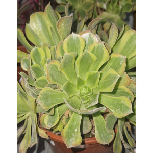 Suculenta - 20