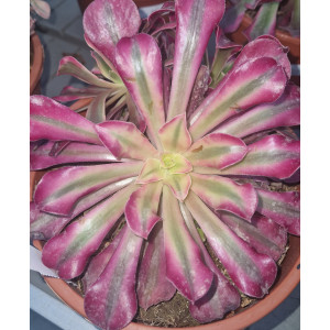 Aeonium - 20