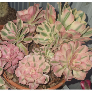 Aeonium - 20