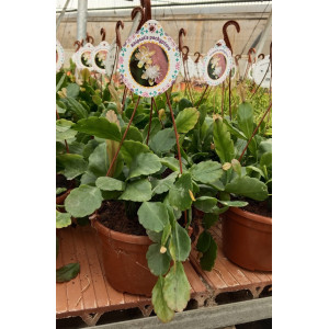 Hanging succulent